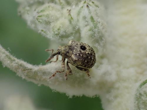 Cionus hortulanus